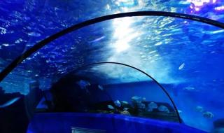 南京海底世界门票价格