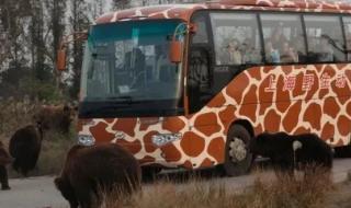 上海野生动物园熊吃人