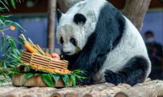 大熊猫的爱情我们来守护 大熊猫的爱情我们来守护