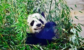 大熊猫的爱情我们来守护 大熊猫的爱情我们来守护