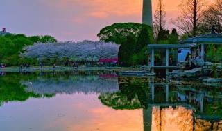 北京玉渊潭两株早樱绽放 北京玉渊潭两株早樱绽放