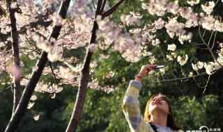 北京玉渊潭两株早樱绽放 北京玉渊潭两株早樱绽放