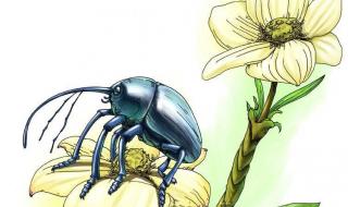 昆虫记每章节内容概括 昆虫记每章节内容概括