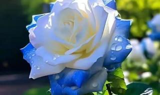 碎冰蓝适合送什么人 碎冰蓝适合送什么人