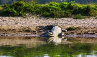 世界上真的有海怪吗