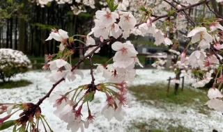 桃花雪的寓意和象征