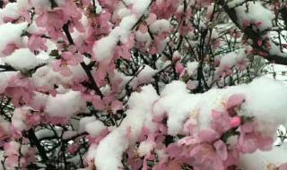 桃花雪的寓意和象征